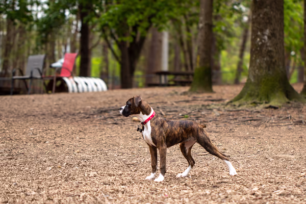 Dog Park at Millbrook Exchange Park photo 1